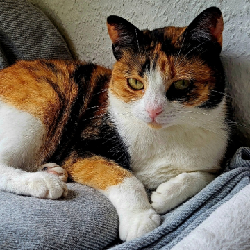 24-045_Florina_43z (1)