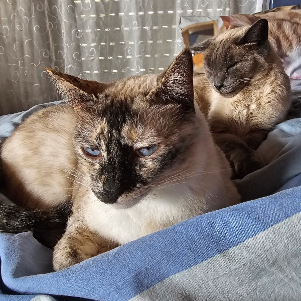 24-028_Fresquilla_17z