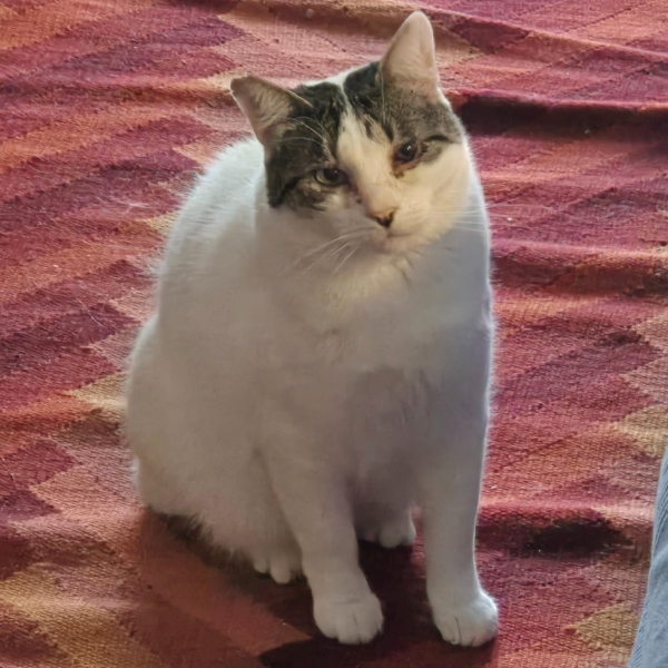 24-058_Lunarcito_29z