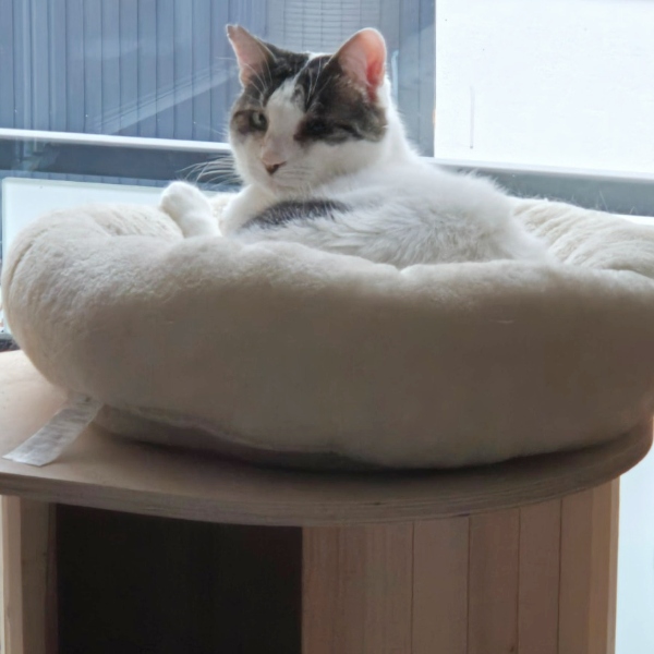 24-058_Lunarcito_30z