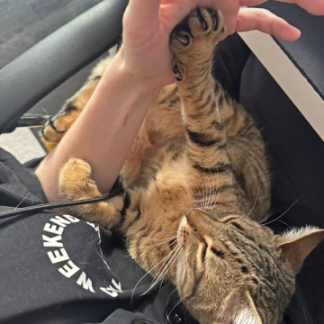 25-123_Hortensia_07z