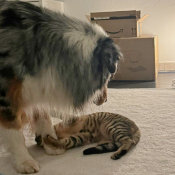 25-123_Hortensia_08z