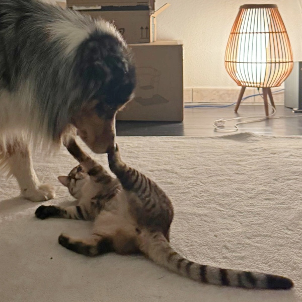 25-123_Hortensia_09z