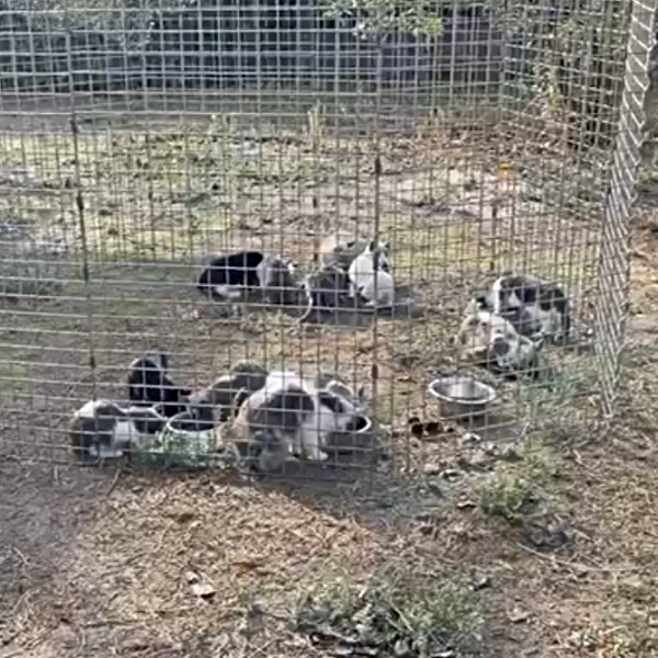 Katration_2025_Kolonie_23