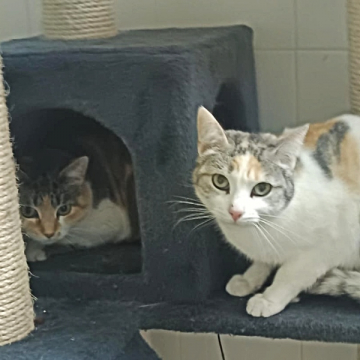 26-010_Frambuesa_07x