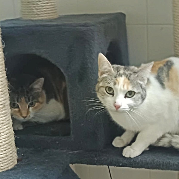 26-010_Frambuesa_07x