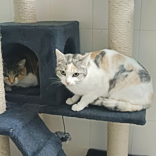 26-010_Frambuesa_08x