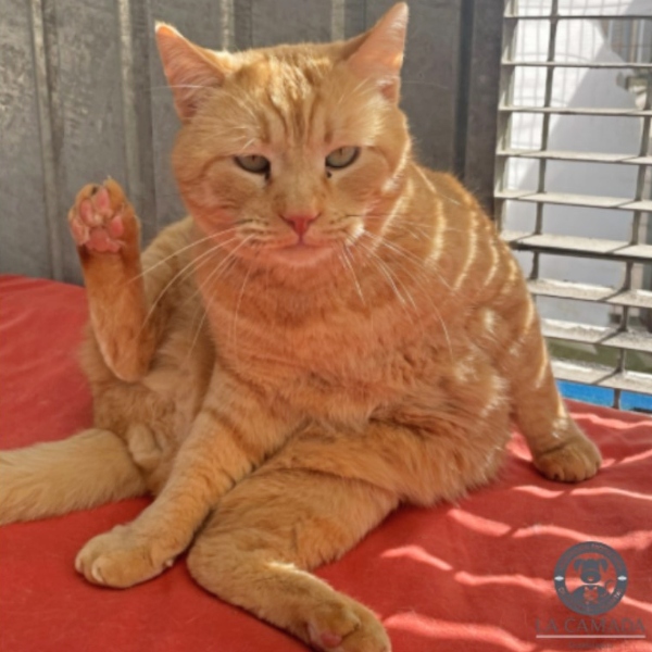 26-002_Garfield_06