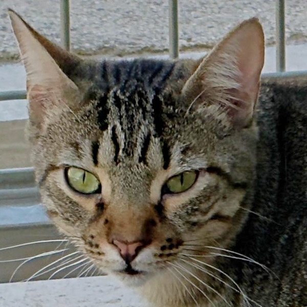 26-110_Lince_01
