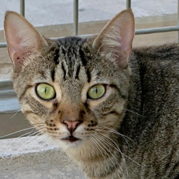 26-110_Lince_02