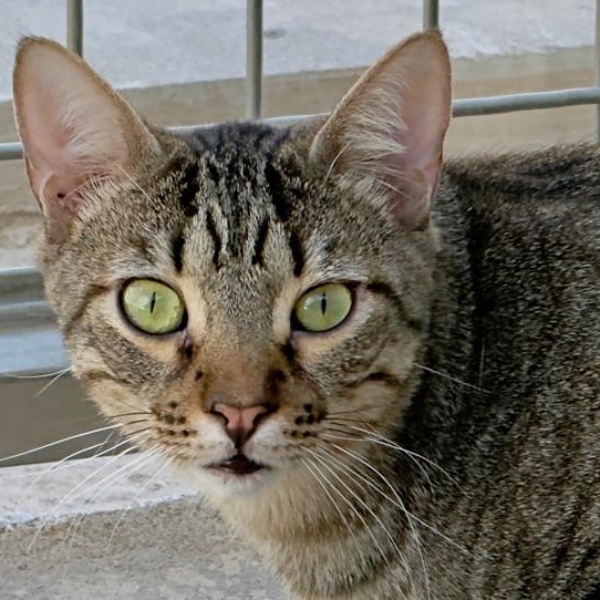 26-110_Lince_02