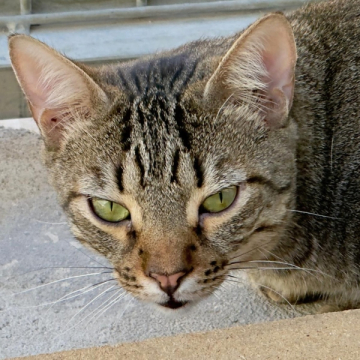 26-110_Lince_03